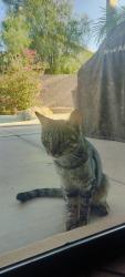 Reunited Unknown Cat last seen Elliott and McClintock, Tempe, AZ 85281