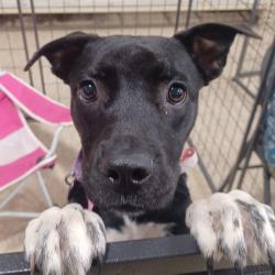 Shelter Stray Female Dog last seen , 2350 Appling City Cove, Memphis, TN 38133, USA
