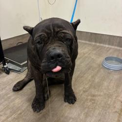 Shelter Stray Male Dog last seen , 361 S Raymond Ave, Pasadena, CA 91105, USA