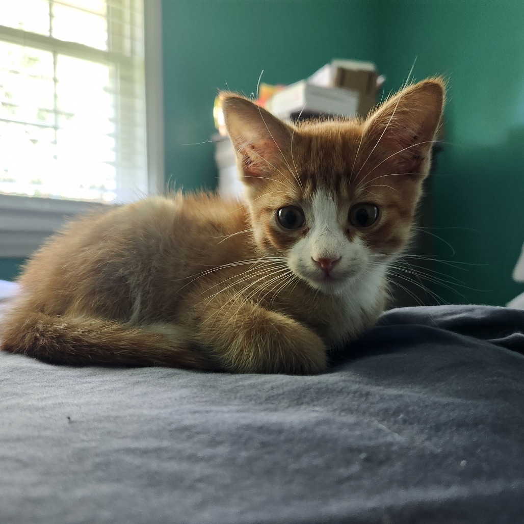 Shelter Stray Male Cat last seen , 980 Guilford College Rd, Greensboro, NC 27409, USA