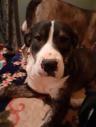 Reunited Male Dog last seen Hey 411, hey 68, Madisonville, TN 37354