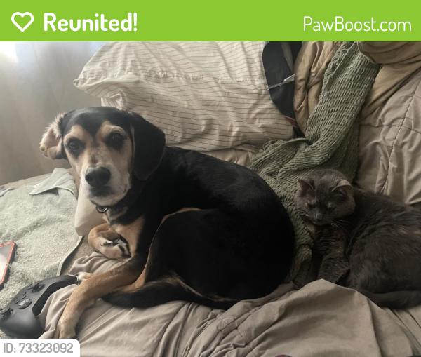 Reunited Male Dog last seen Barker field, Richmond, VA 23220