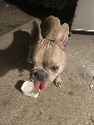 Found/Stray Female Dog last seen Richardson dr Watauga, Watauga, TX 76148