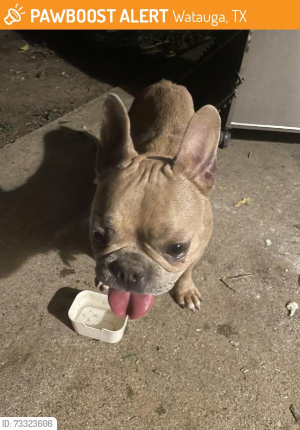 Found/Stray Female Dog last seen Richardson dr Watauga, Watauga, TX 76148
