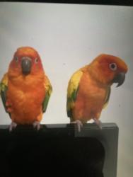 Lost Unknown Bird last seen Elmont, Valley Stream, NY 11582