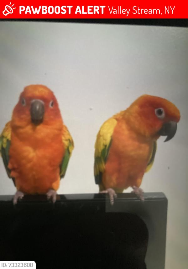 Lost Unknown Bird last seen Elmont, Valley Stream, NY 11582