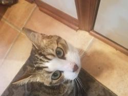 Lost Male Cat last seen Legacy Park Subdivision, Indian Land, SC 29707
