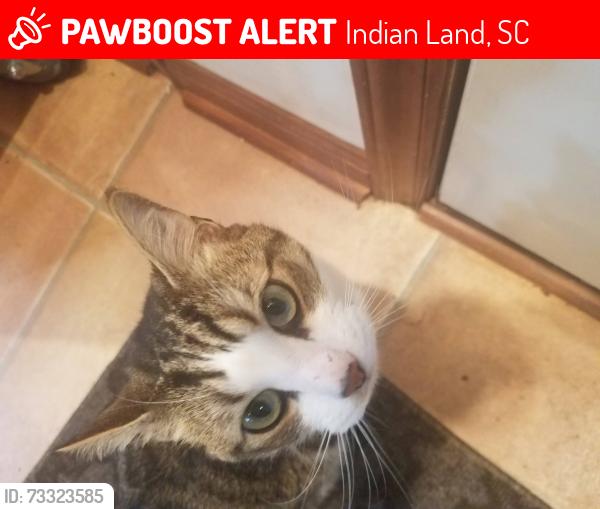 Lost Male Cat last seen Legacy Park Subdivision, Indian Land, SC 29707