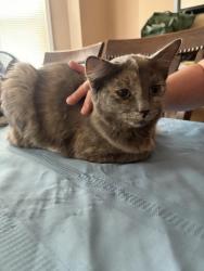 Reunited Female Cat last seen Union Avenue near Steuben Street, Crafton, PA 15205