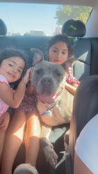 Reunited Male Dog last seen Jacksboro highway, Fort Worth, TX 76114