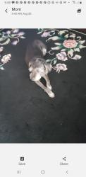 Reunited Male Dog last seen Near Pine Cup Dr, Atascocita, TX 77346, USA, Humble, TX 77346