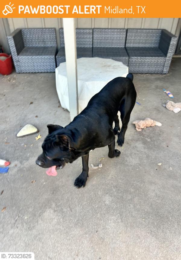 Found/Stray Male Dog last seen Ward, Midland, TX 79705