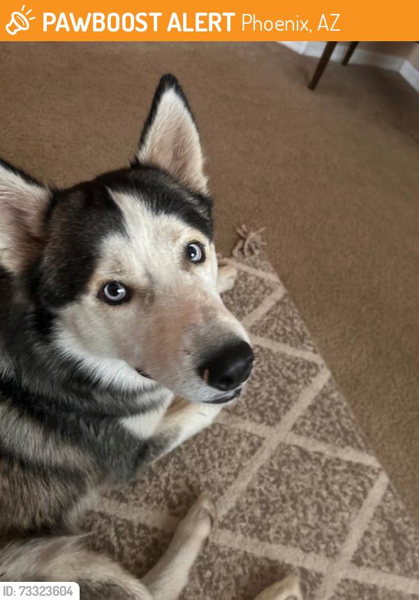 Found/Stray Male Dog last seen Esteban park, Phoenix, AZ 85040