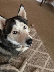 Found/Stray Male Dog last seen Esteban park, Phoenix, AZ 85040