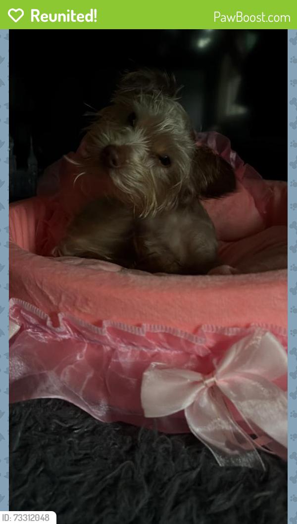 Reunited Female Dog last seen Galesburg Village apmts, Galesburg, MI 49053