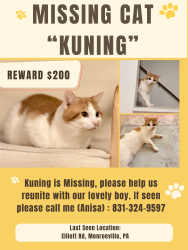 Lost Male Cat last seen Elliott rd monroeville, Monroeville, PA 15146