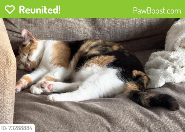 Reunited Female Cat last seen St Aubin and Lafayette, Detroit, MI 48207