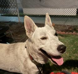 Found/Stray Male Dog last seen Jefferson blvd, Los Angeles, CA 90015