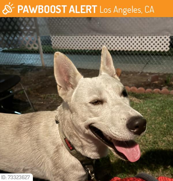 Found/Stray Male Dog last seen Jefferson blvd, Los Angeles, CA 90015