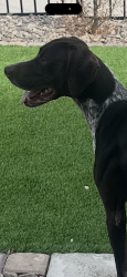 Reunited Male Dog last seen Puritan and Chaparral, Paradise, NV 89123