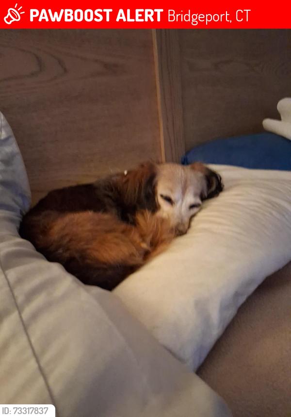 Lost Female Dog last seen Near william Street, Bridgeport, CT 06608