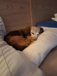Lost Female Dog last seen Near william Street, Bridgeport, CT 06608