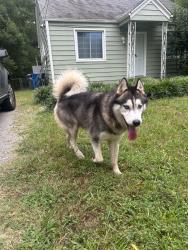 Found/Stray Male Dog last seen Banner Street and E. Club, Durham, NC 27704