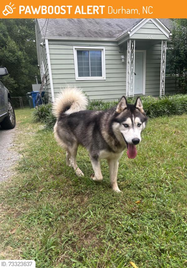 Found/Stray Male Dog last seen Banner Street and E. Club, Durham, NC 27704