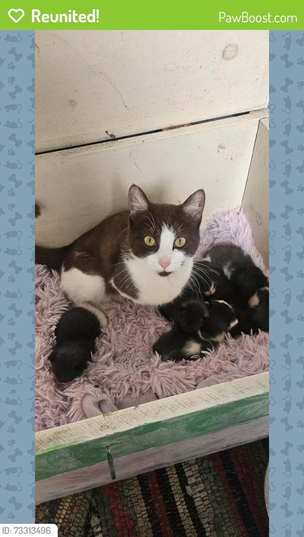 Reunited Female Cat last seen Pioneer and Port Washington Rd, Mequon, WI 53097