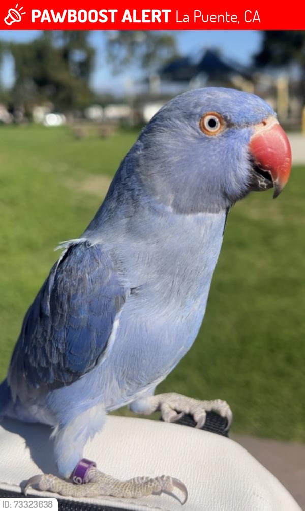 Lost Female Bird last seen Mulvane st & Grandview ln, La Puente, CA 91744