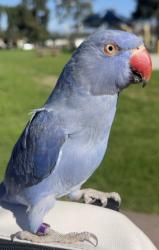 Lost Female Bird last seen Mulvane st & Grandview ln, La Puente, CA 91744