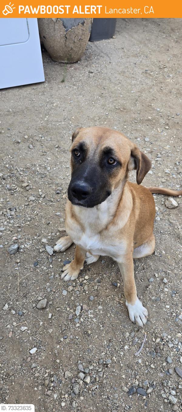 Found/Stray Female Dog last seen 70th West and Ave M, Lancaster, CA 93534