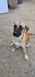 Found/Stray Female Dog last seen 70th West and Ave M, Lancaster, CA 93534