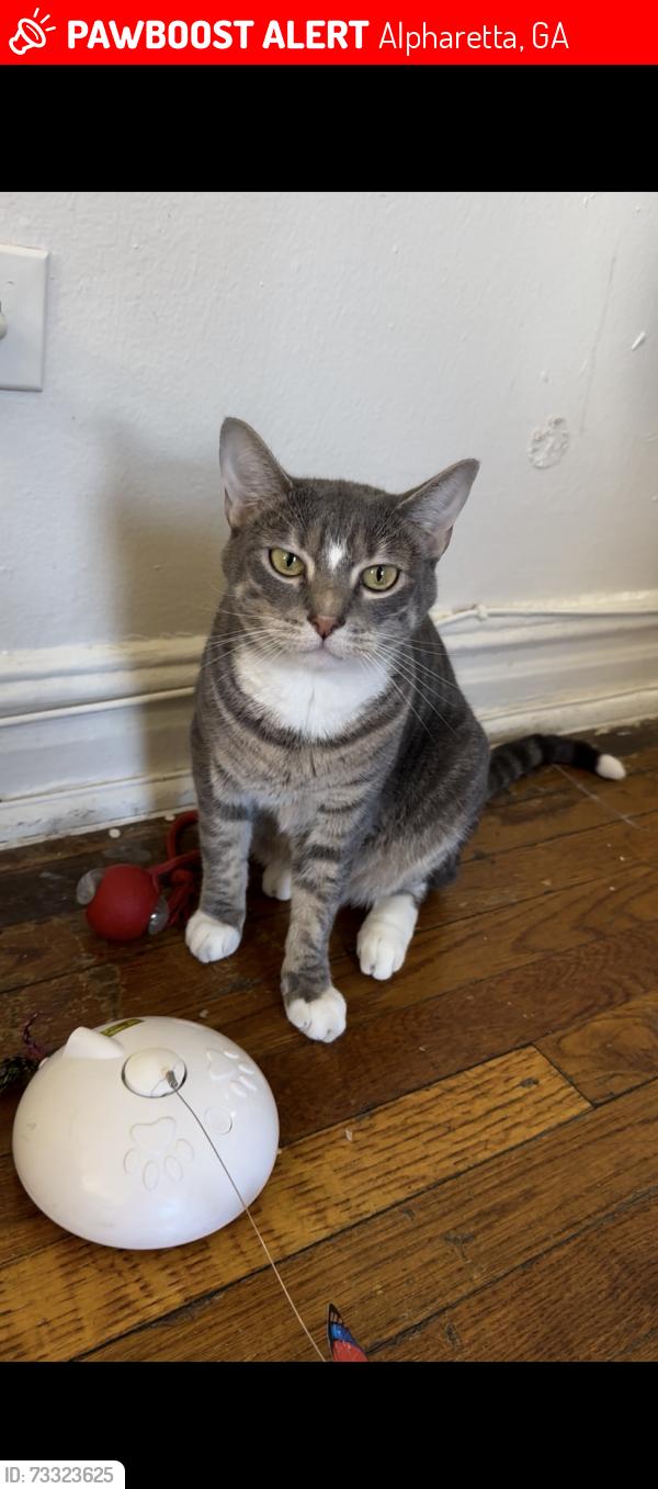 Lost Male Cat last seen Cogburn Rd/Gatewood community in Alpharetta, Alpharetta, GA 30004