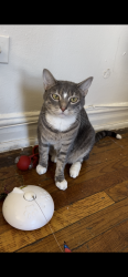 Lost Male Cat last seen Cogburn Rd/Gatewood community in Alpharetta, Alpharetta, GA 30004
