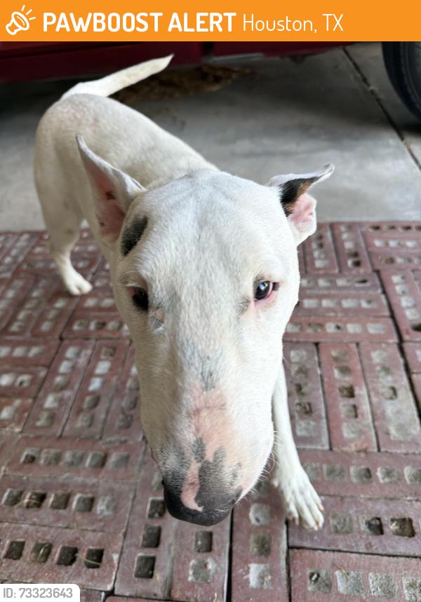 Found/Stray Male Dog last seen Currently around 407 ogilvie street, Houston, TX 77017