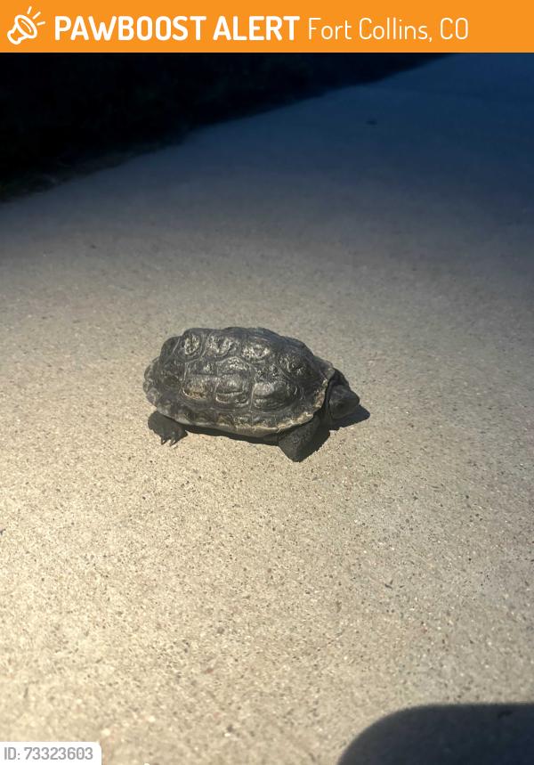 Found/Stray Unknown Reptile last seen Bucking Horse Neighborhood, Fort Collins, CO 80525