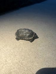 Found/Stray Unknown Reptile last seen Bucking Horse Neighborhood, Fort Collins, CO 80525