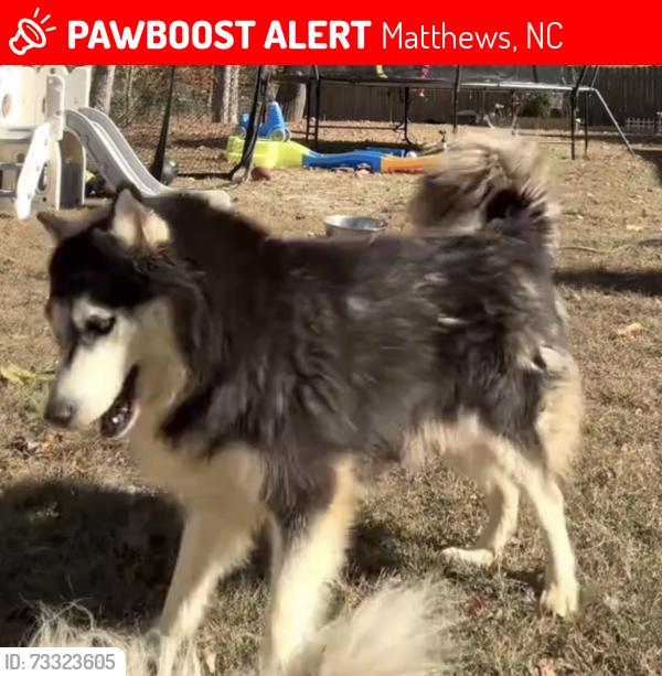 Lost Female Dog last seen Idlewild road park, Matthews, NC 28105