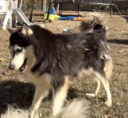 Lost Female Dog last seen Idlewild road park, Matthews, NC 28105