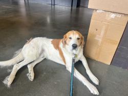 Reunited Male Dog last seen Found in front of The Channel, 950 Maine Ave SW, Washington, DC 20024