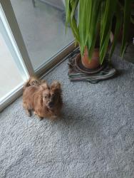 Lost Male Dog last seen happy valley rd, Anderson, CA 96007