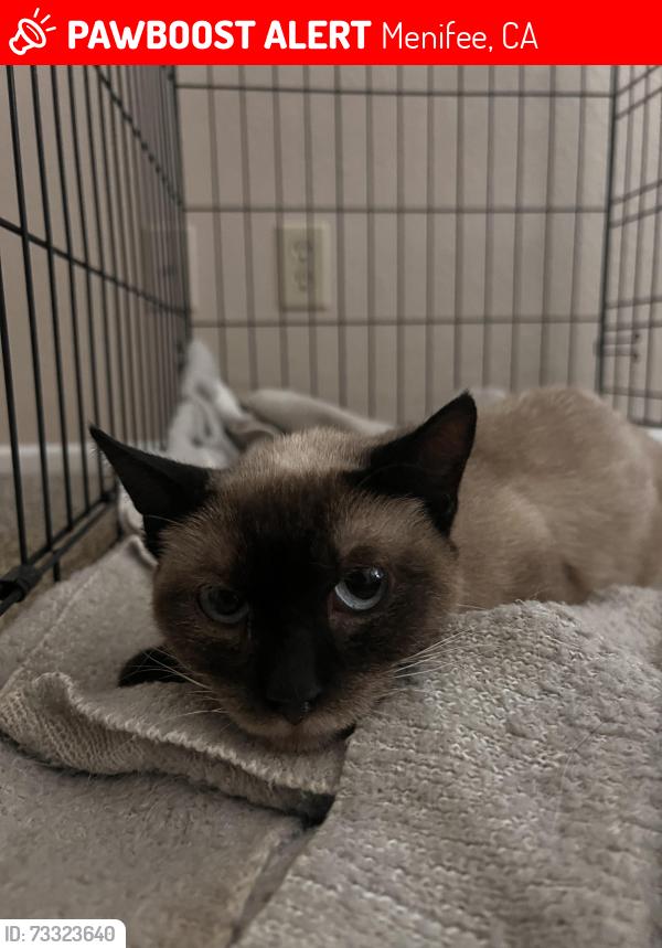 Lost Female Cat last seen Calle San Martine, Menifee, CA 92584