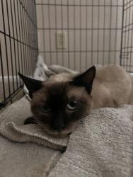 Lost Female Cat last seen Calle San Martine, Menifee, CA 92584