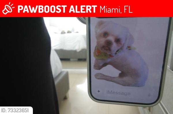 Lost Male Dog last seen Near and 44 ave, Miami, FL 33165