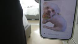 Lost Male Dog last seen Near and 44 ave, Miami, FL 33165
