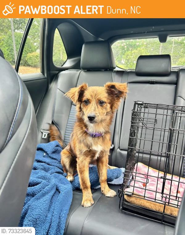 Found/Stray Female Dog last seen Near south clinton avenue citco store, Dunn, NC 28334