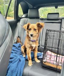 Found/Stray Female Dog last seen Near south clinton avenue citco store, Dunn, NC 28334