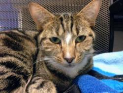 Lost Female Cat last seen Flood City Cafe, Johnstown, PA 15901