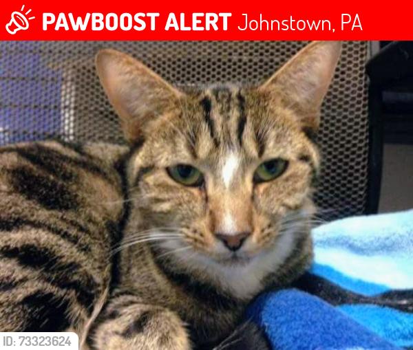 Lost Female Cat last seen Flood City Cafe, Johnstown, PA 15901